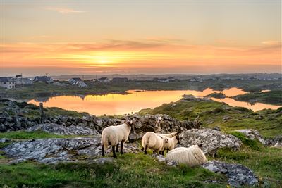 Schafe in Connemara bei Sonnenuntergang